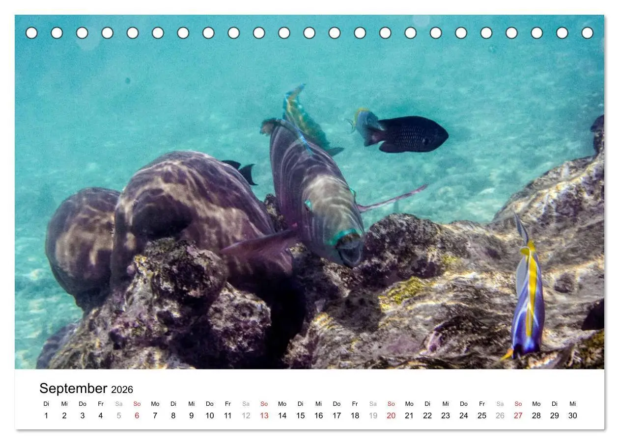 Bild: 9783516198188 | Unterwasserwelt der Malediven I (Tischkalender 2026 DIN A5 quer),...