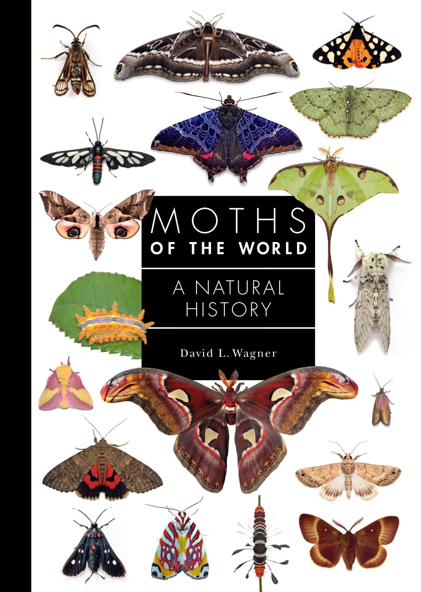 Cover: 9780691248288 | Moths of the World | A Natural History | David L Wagner | Buch | 2025