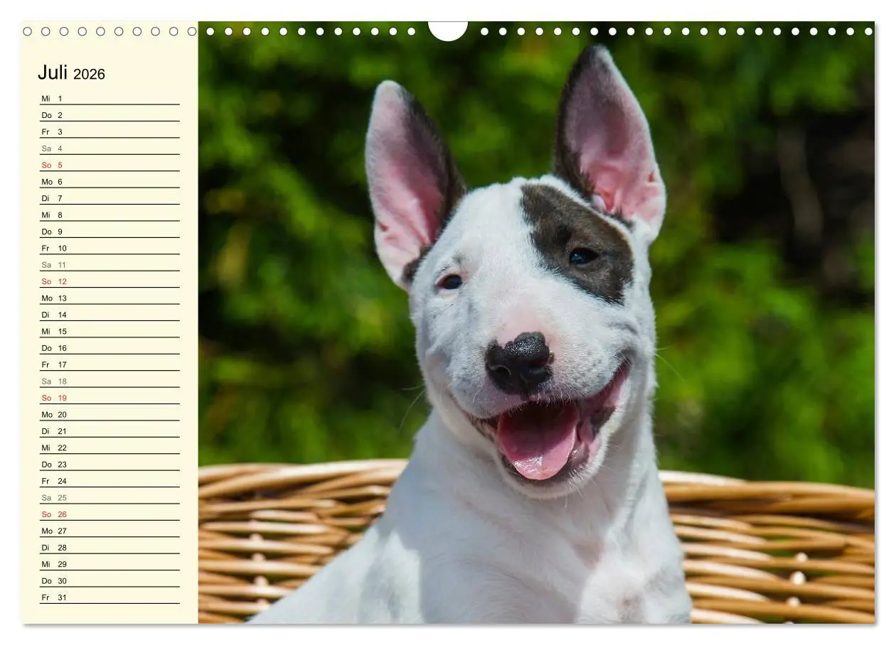 Bild: 9783516008388 | Bullterrier (Wandkalender 2026 DIN A3 quer), CALVENDO Monatskalender