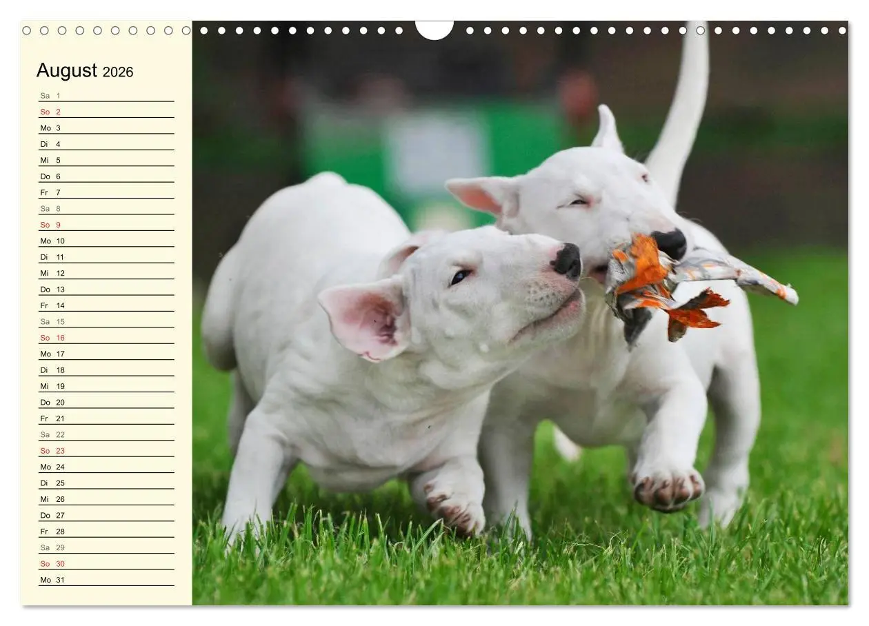 Bild: 9783516008388 | Bullterrier (Wandkalender 2026 DIN A3 quer), CALVENDO Monatskalender