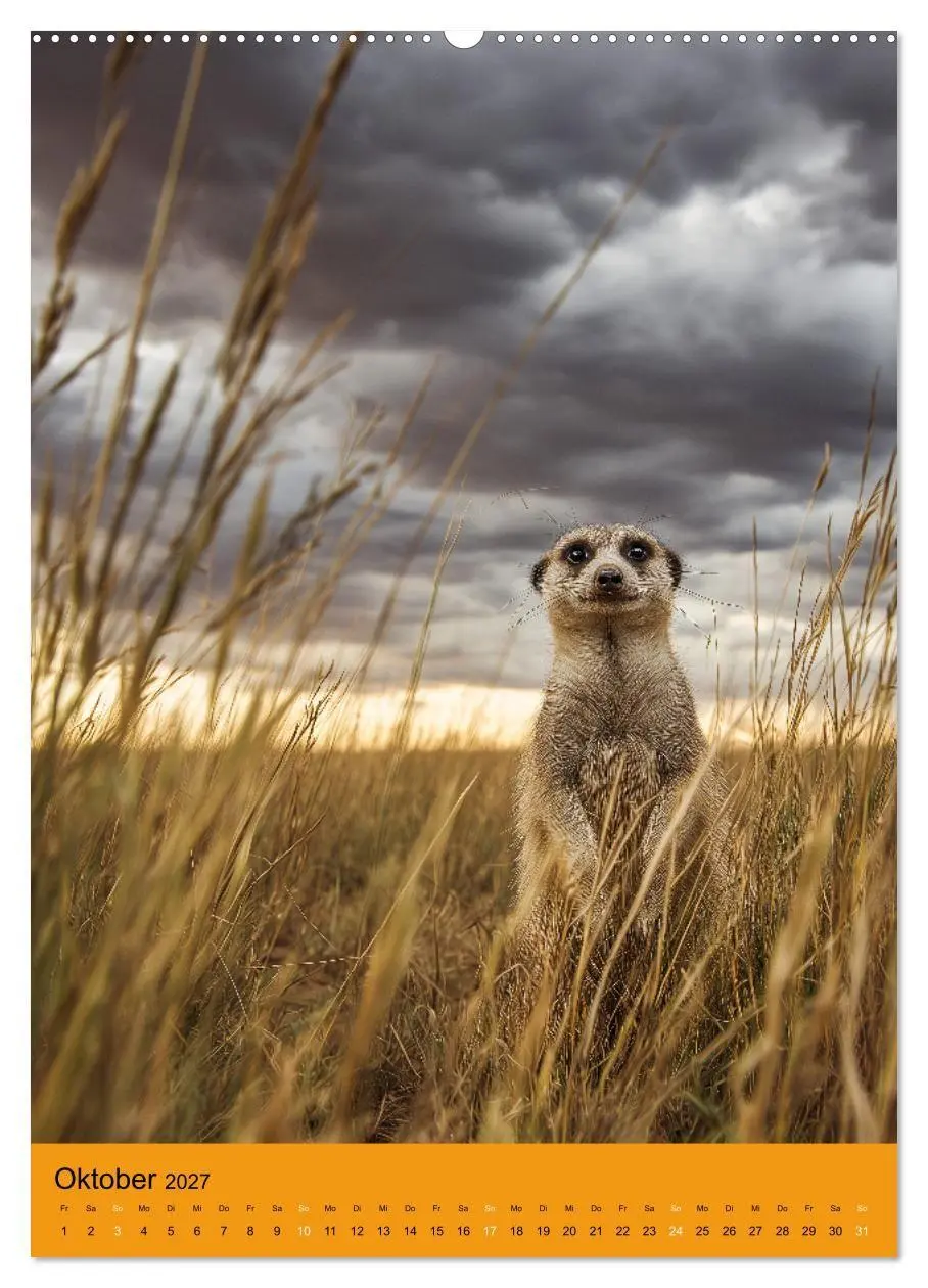 Bild: 9783516868388 | Die Erdmännchen Familie - Kalender der niedlichen Tiere...