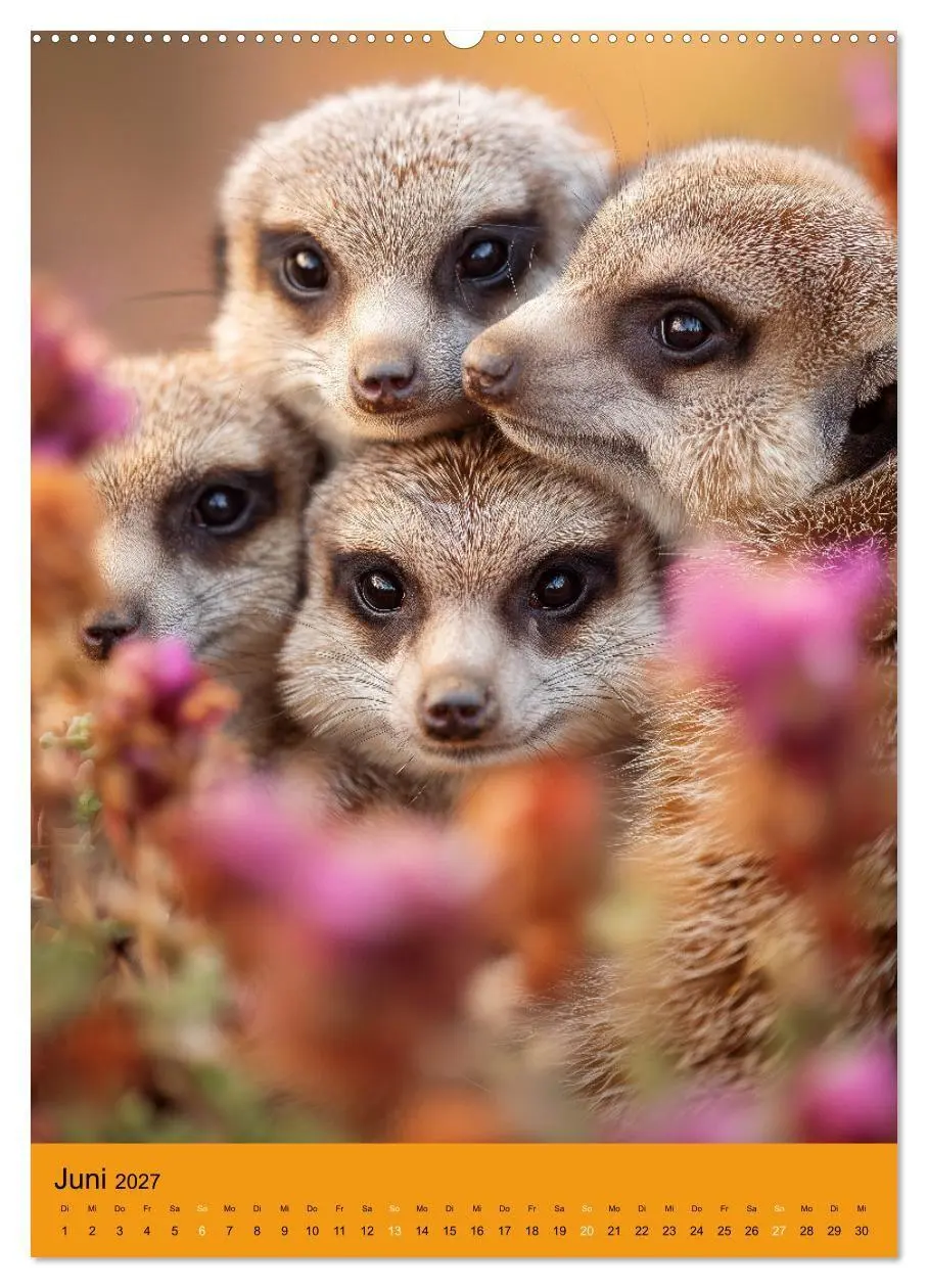 Bild: 9783516868388 | Die Erdmännchen Familie - Kalender der niedlichen Tiere...