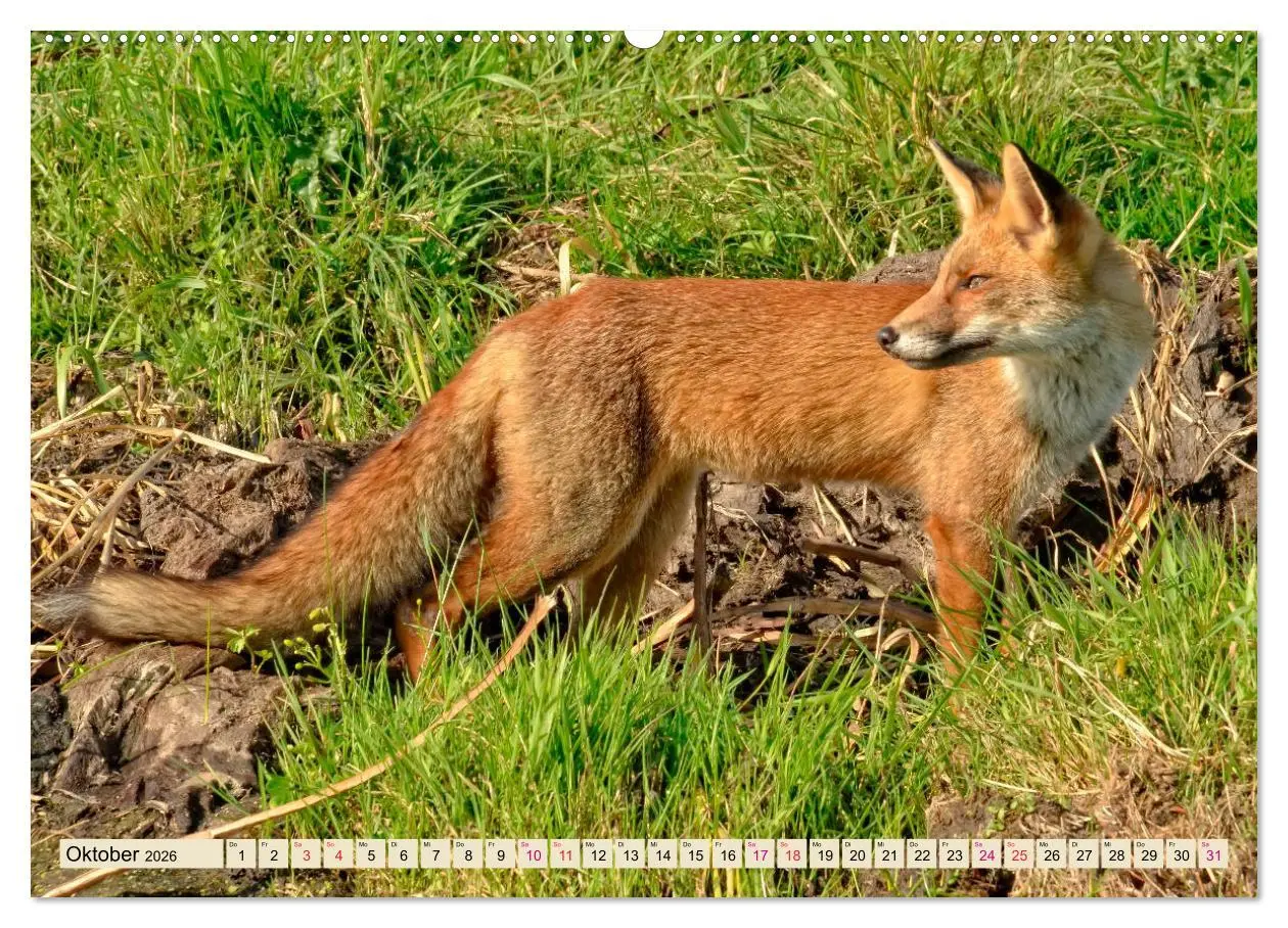 Bild: 9783457838488 | Fuchs - schlauer Räuber (Wandkalender 2026 DIN A2 quer), CALVENDO...