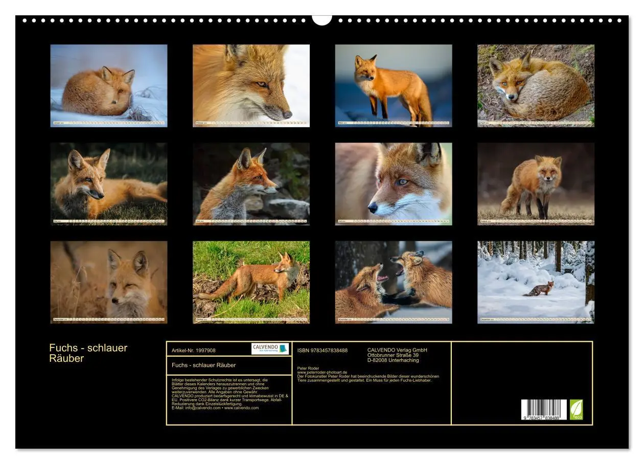 Bild: 9783457838488 | Fuchs - schlauer Räuber (Wandkalender 2026 DIN A2 quer), CALVENDO...