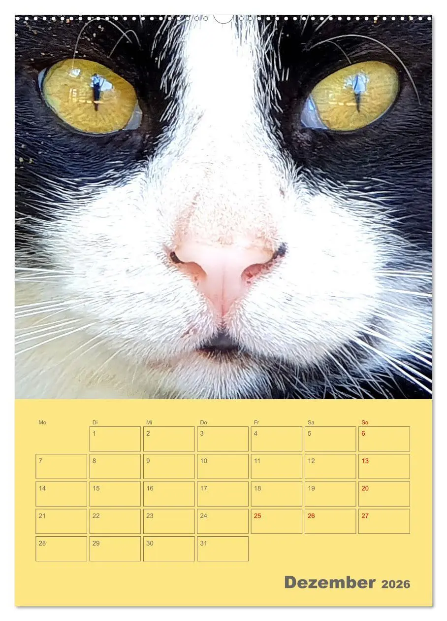 Bild: 9783516308488 | Cat Faces - Charakterstarke Katzengesichter ganz nah (Wandkalender...