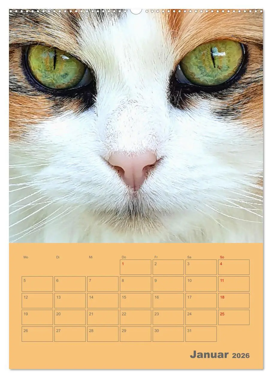 Bild: 9783516308488 | Cat Faces - Charakterstarke Katzengesichter ganz nah (Wandkalender...