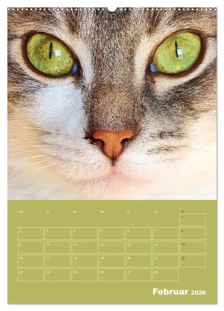 Bild: 9783516308488 | Cat Faces - Charakterstarke Katzengesichter ganz nah (Wandkalender...