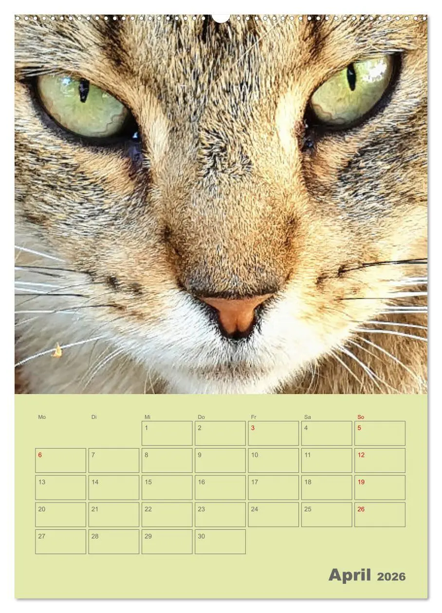 Bild: 9783516308488 | Cat Faces - Charakterstarke Katzengesichter ganz nah (Wandkalender...