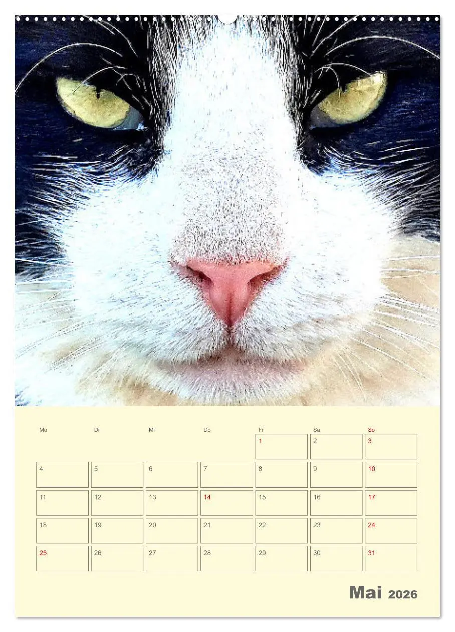 Bild: 9783516308488 | Cat Faces - Charakterstarke Katzengesichter ganz nah (Wandkalender...