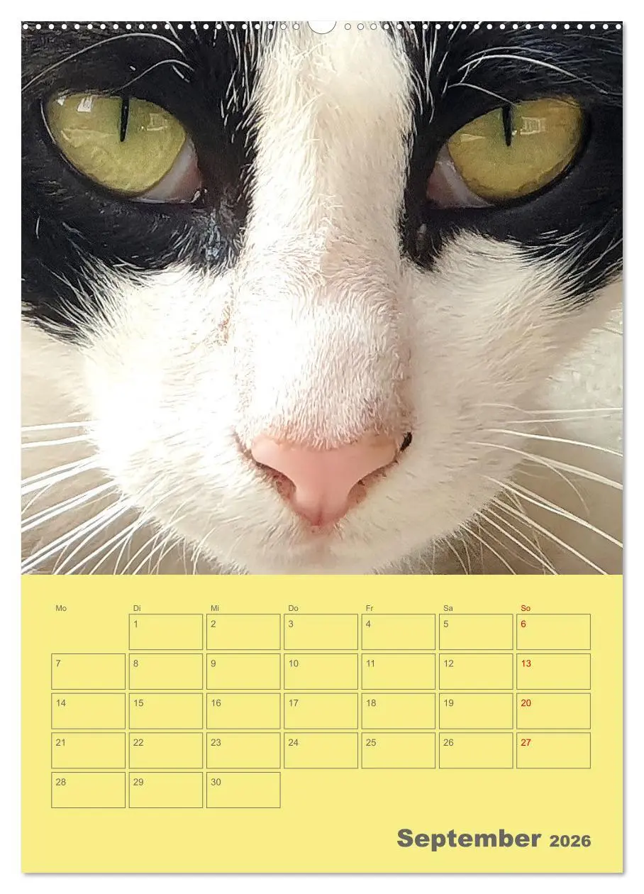 Bild: 9783516308488 | Cat Faces - Charakterstarke Katzengesichter ganz nah (Wandkalender...