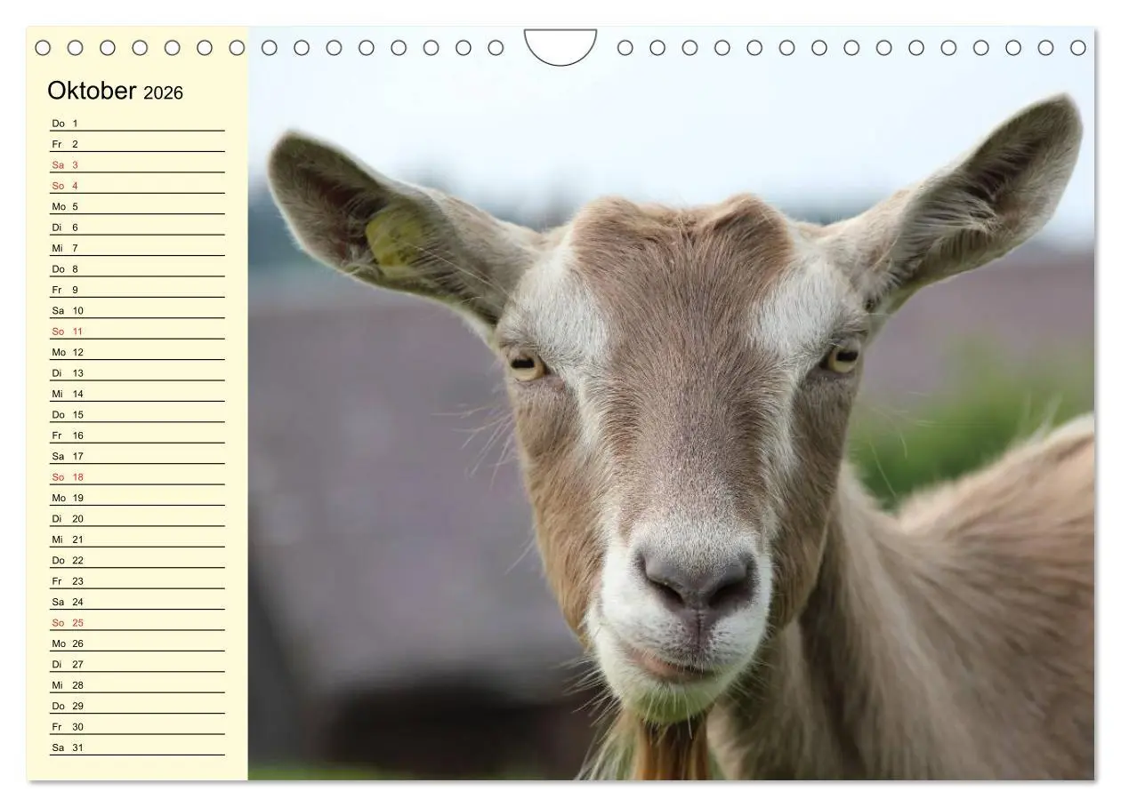 Bild: 9783457988688 | Ziegen. Lustige Ausbruchskünstler (Wandkalender 2026 DIN A4 quer),...