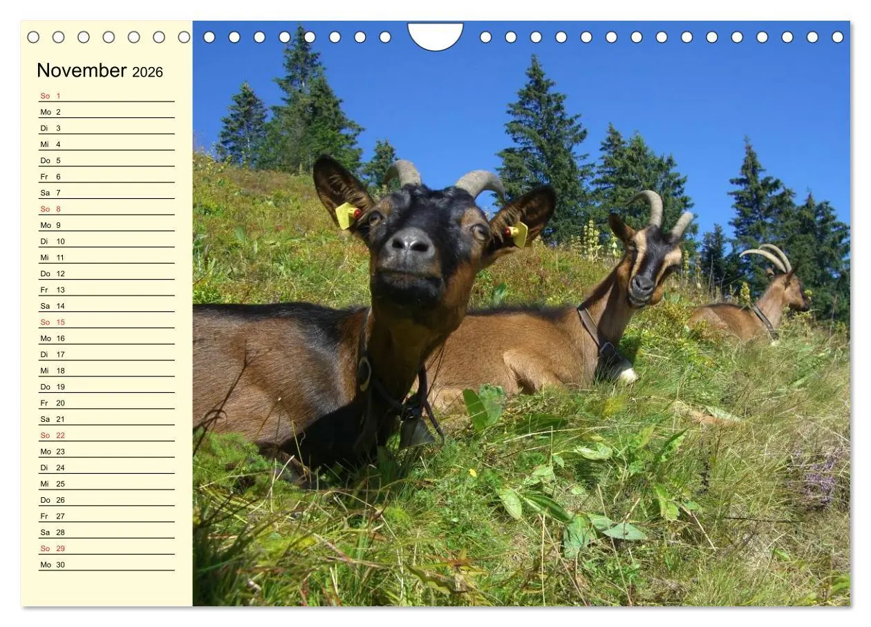Bild: 9783457988688 | Ziegen. Lustige Ausbruchskünstler (Wandkalender 2026 DIN A4 quer),...