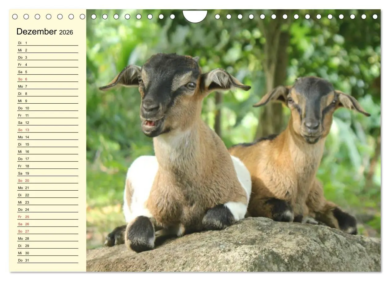 Bild: 9783457988688 | Ziegen. Lustige Ausbruchskünstler (Wandkalender 2026 DIN A4 quer),...