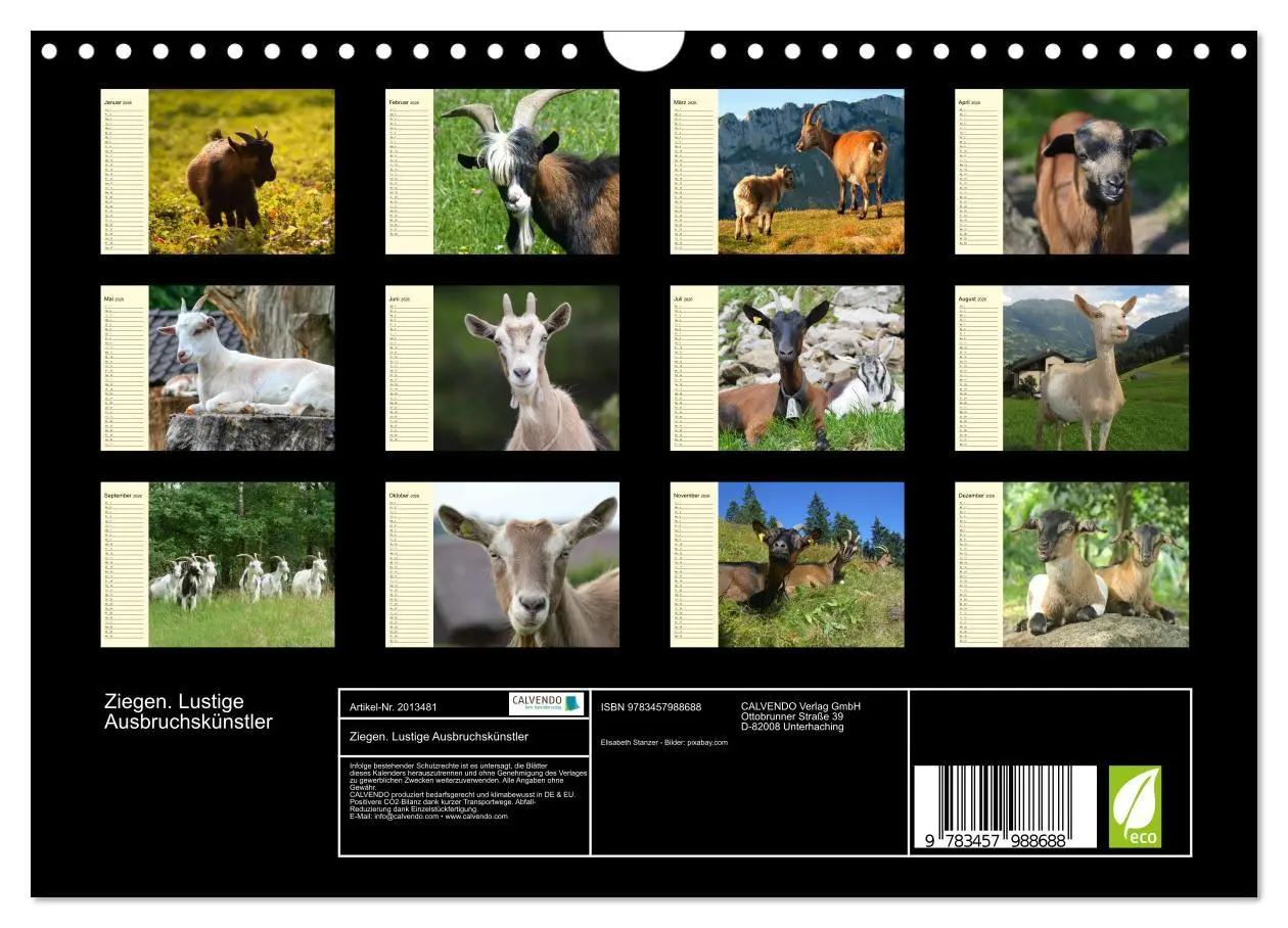 Bild: 9783457988688 | Ziegen. Lustige Ausbruchskünstler (Wandkalender 2026 DIN A4 quer),...