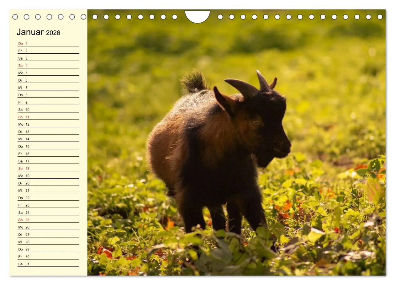 Bild: 9783457988688 | Ziegen. Lustige Ausbruchskünstler (Wandkalender 2026 DIN A4 quer),...