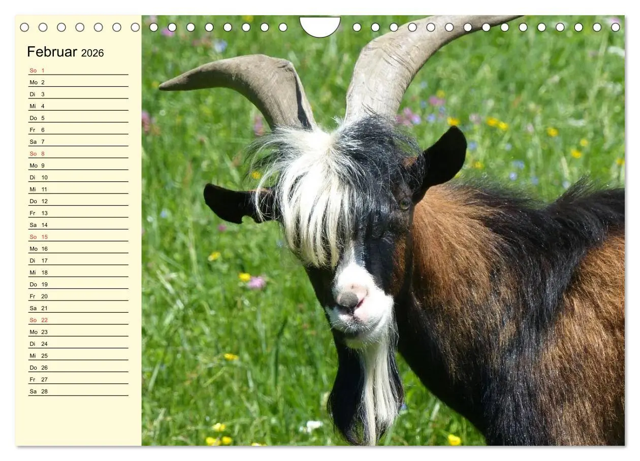 Bild: 9783457988688 | Ziegen. Lustige Ausbruchskünstler (Wandkalender 2026 DIN A4 quer),...