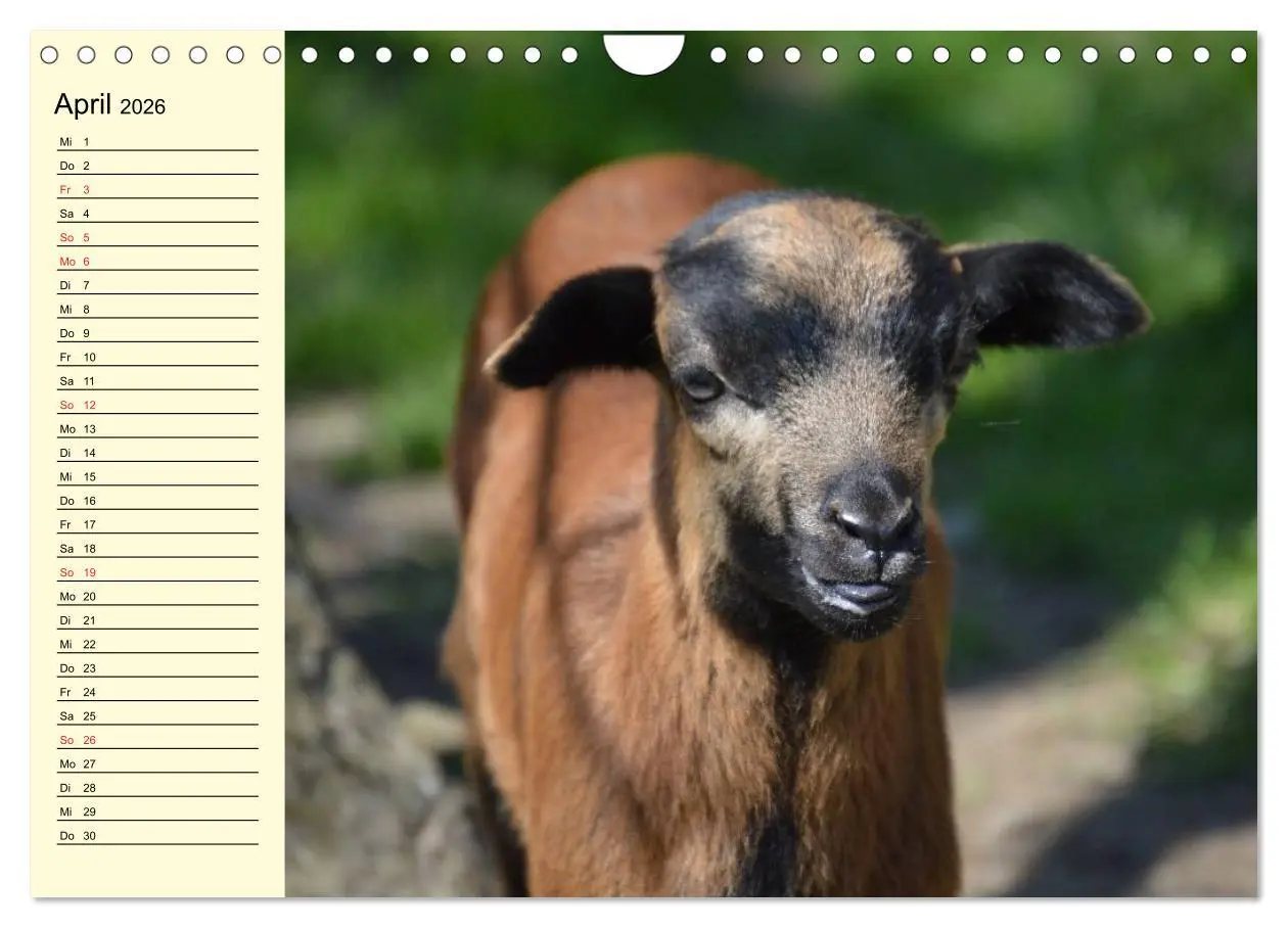 Bild: 9783457988688 | Ziegen. Lustige Ausbruchskünstler (Wandkalender 2026 DIN A4 quer),...