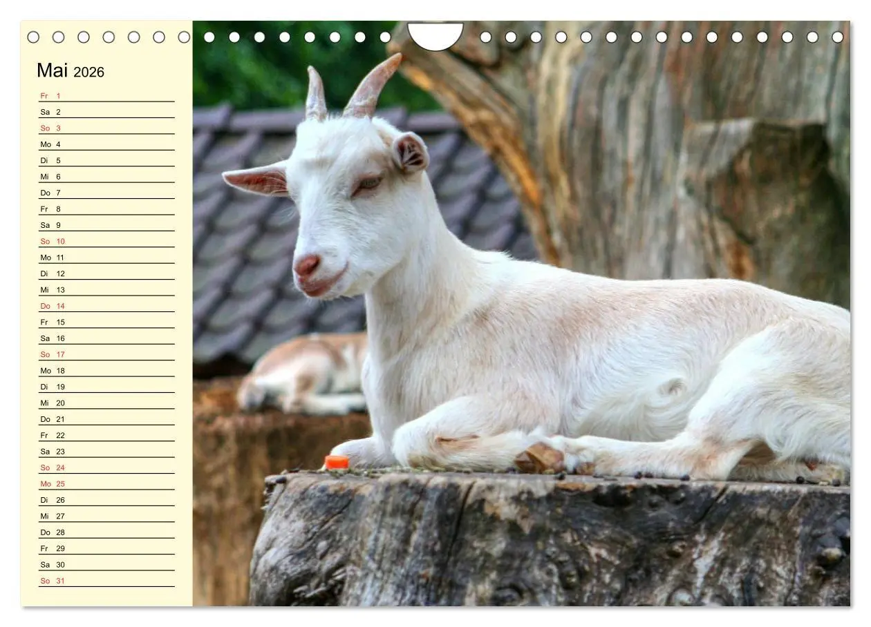 Bild: 9783457988688 | Ziegen. Lustige Ausbruchskünstler (Wandkalender 2026 DIN A4 quer),...