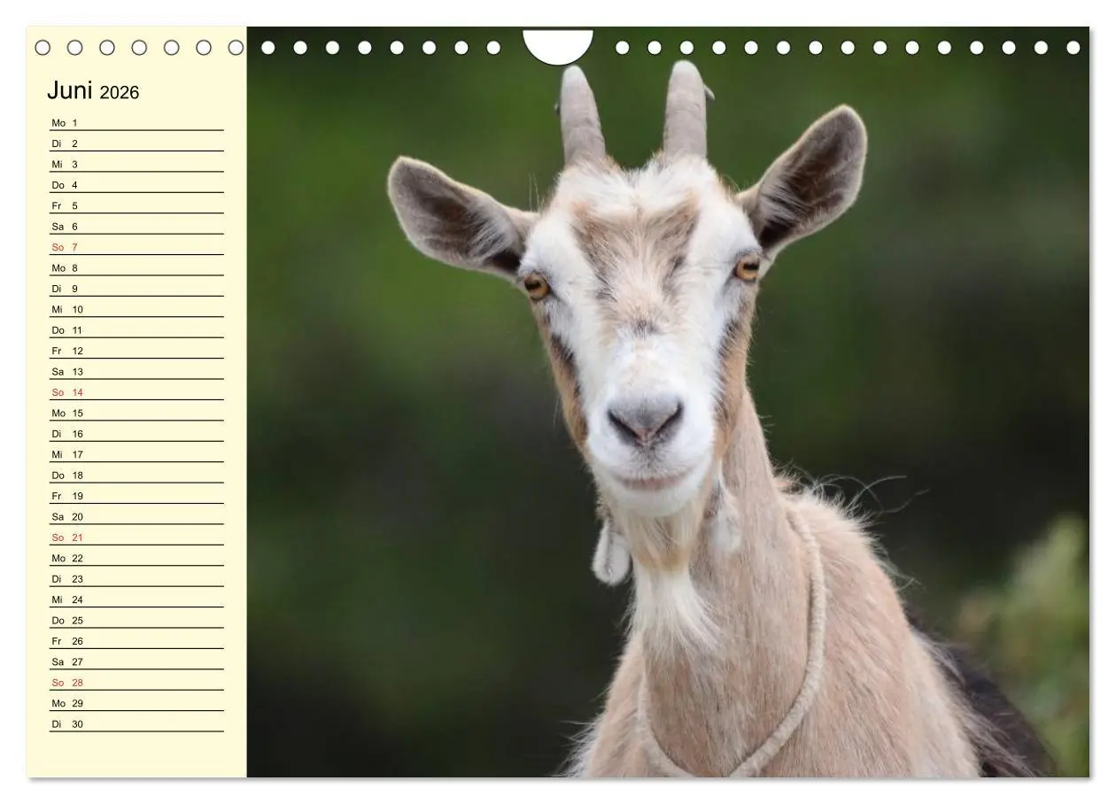 Bild: 9783457988688 | Ziegen. Lustige Ausbruchskünstler (Wandkalender 2026 DIN A4 quer),...