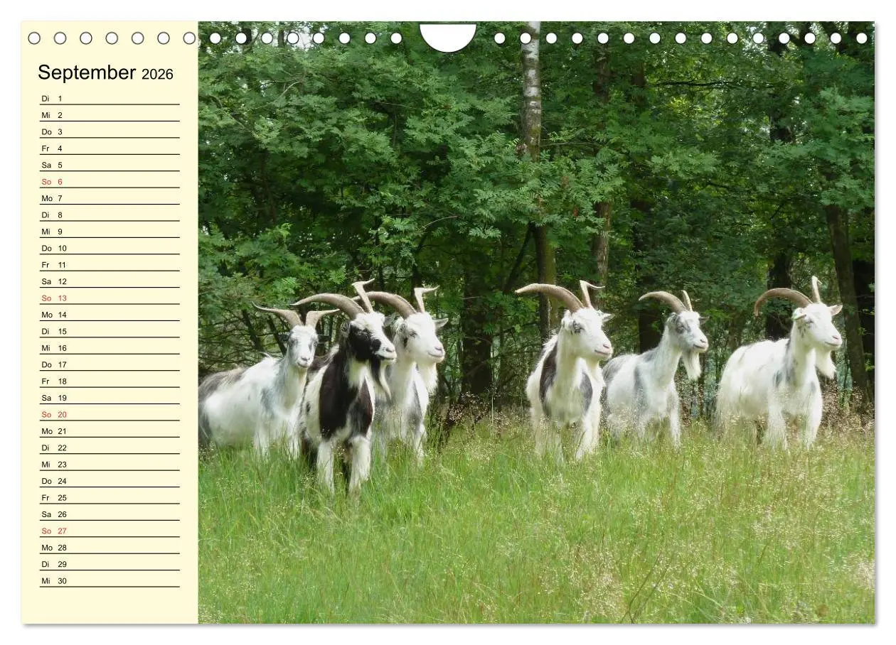 Bild: 9783457988688 | Ziegen. Lustige Ausbruchskünstler (Wandkalender 2026 DIN A4 quer),...