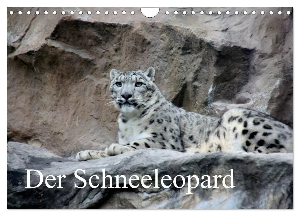 Cover: 9783516148688 | Der Schneeleopard (Wandkalender 2026 DIN A4 quer), CALVENDO...