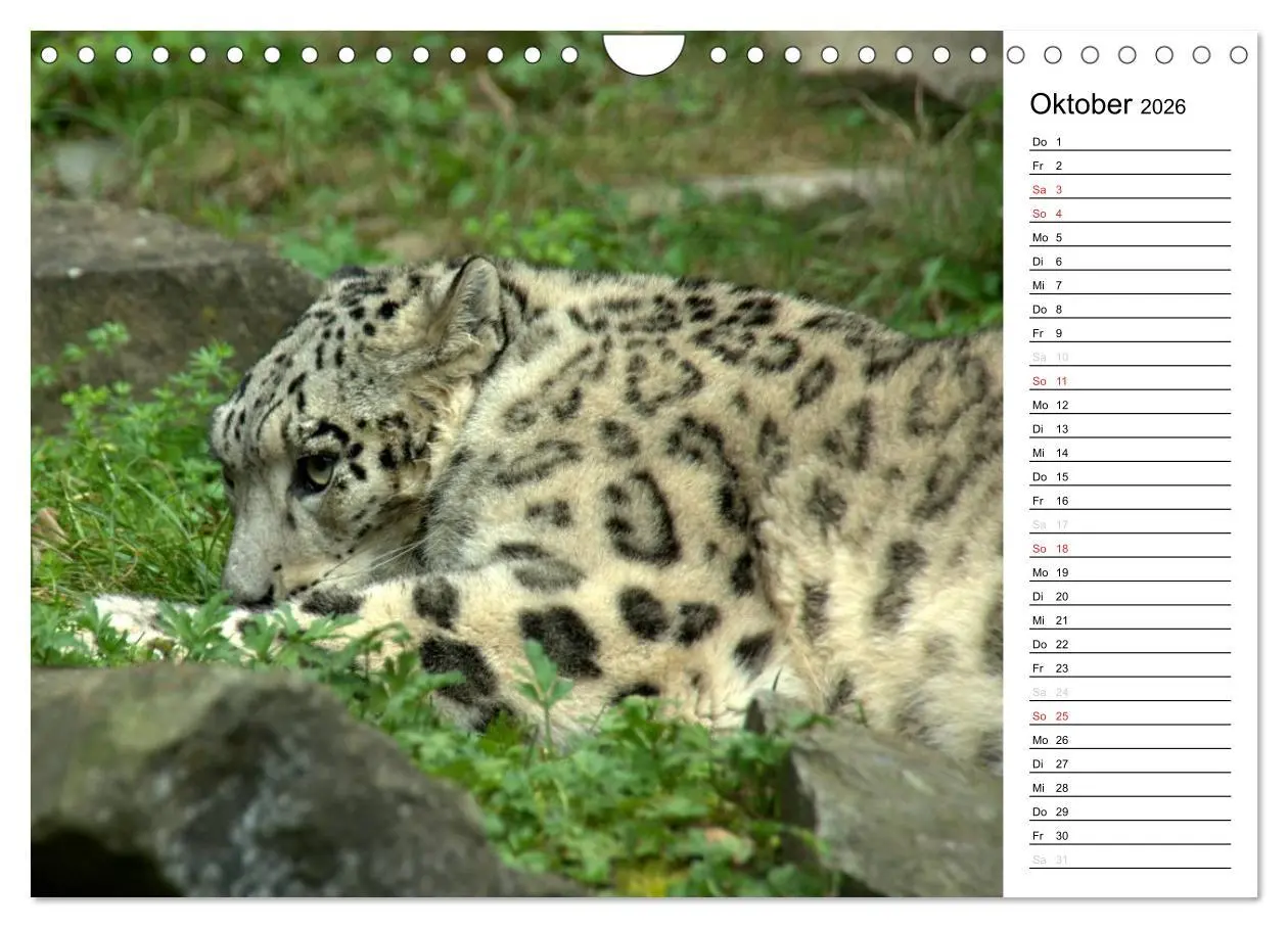 Bild: 9783516148688 | Der Schneeleopard (Wandkalender 2026 DIN A4 quer), CALVENDO...