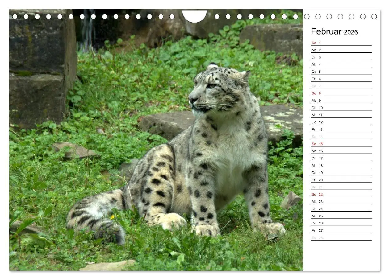 Bild: 9783516148688 | Der Schneeleopard (Wandkalender 2026 DIN A4 quer), CALVENDO...