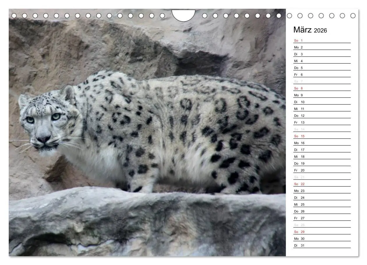 Bild: 9783516148688 | Der Schneeleopard (Wandkalender 2026 DIN A4 quer), CALVENDO...