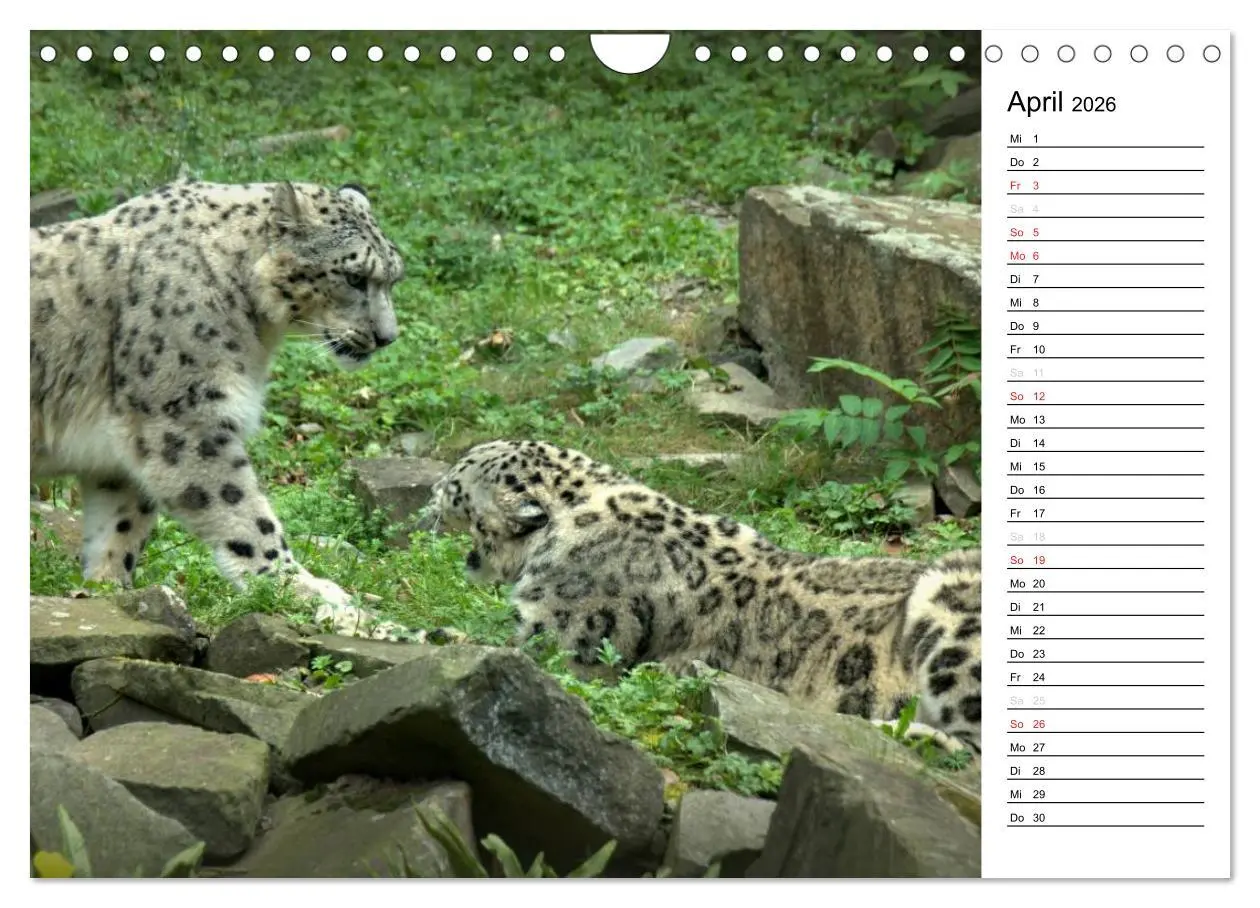 Bild: 9783516148688 | Der Schneeleopard (Wandkalender 2026 DIN A4 quer), CALVENDO...
