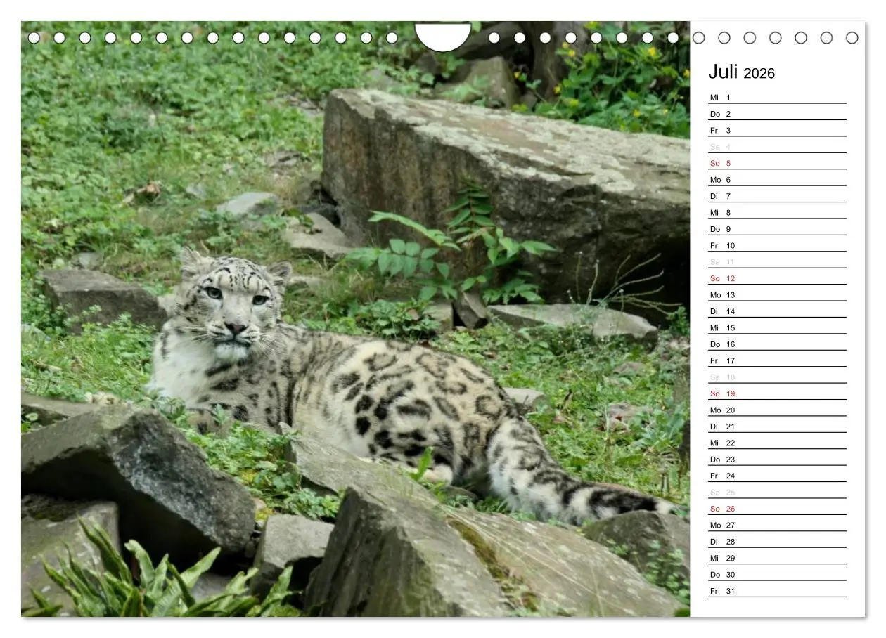 Bild: 9783516148688 | Der Schneeleopard (Wandkalender 2026 DIN A4 quer), CALVENDO...