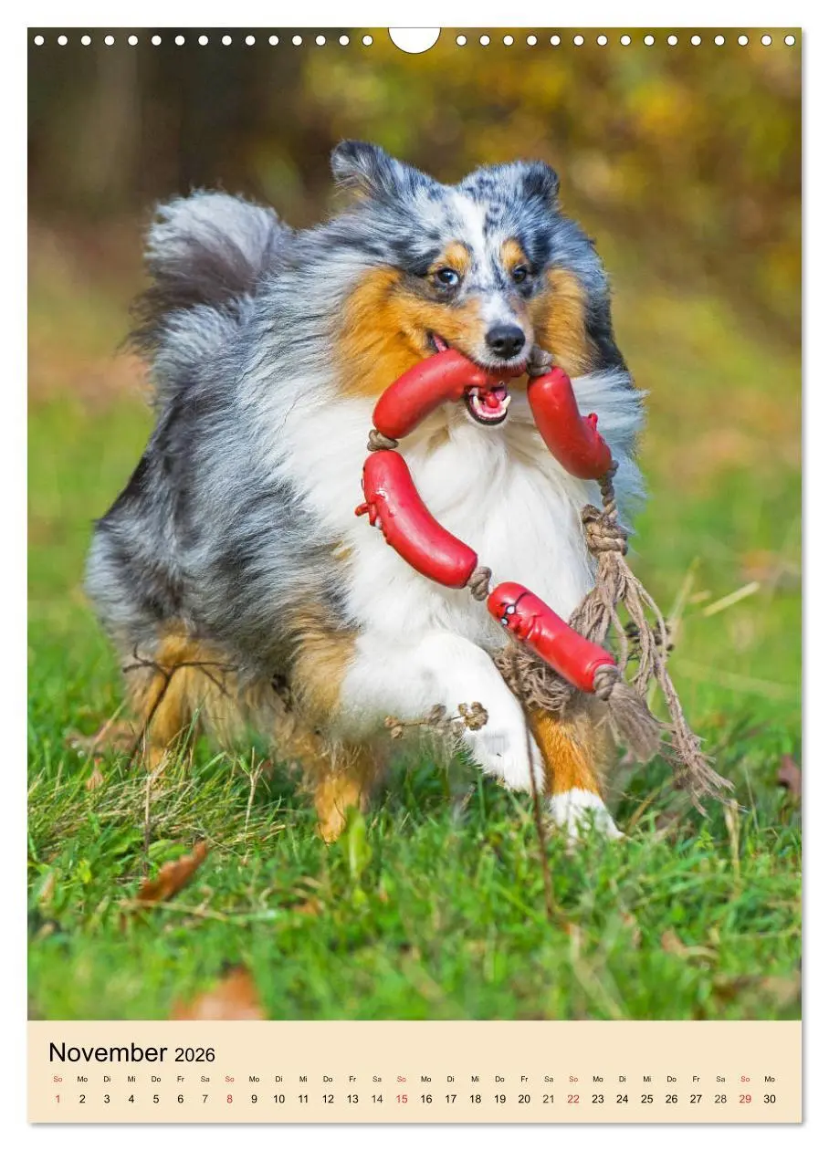 Bild: 9783516388688 | Sheltie - Wirbelwind auf 4 Pfoten (Wandkalender 2026 DIN A3 hoch),...