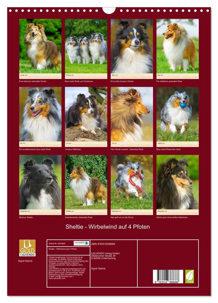 Bild: 9783516388688 | Sheltie - Wirbelwind auf 4 Pfoten (Wandkalender 2026 DIN A3 hoch),...
