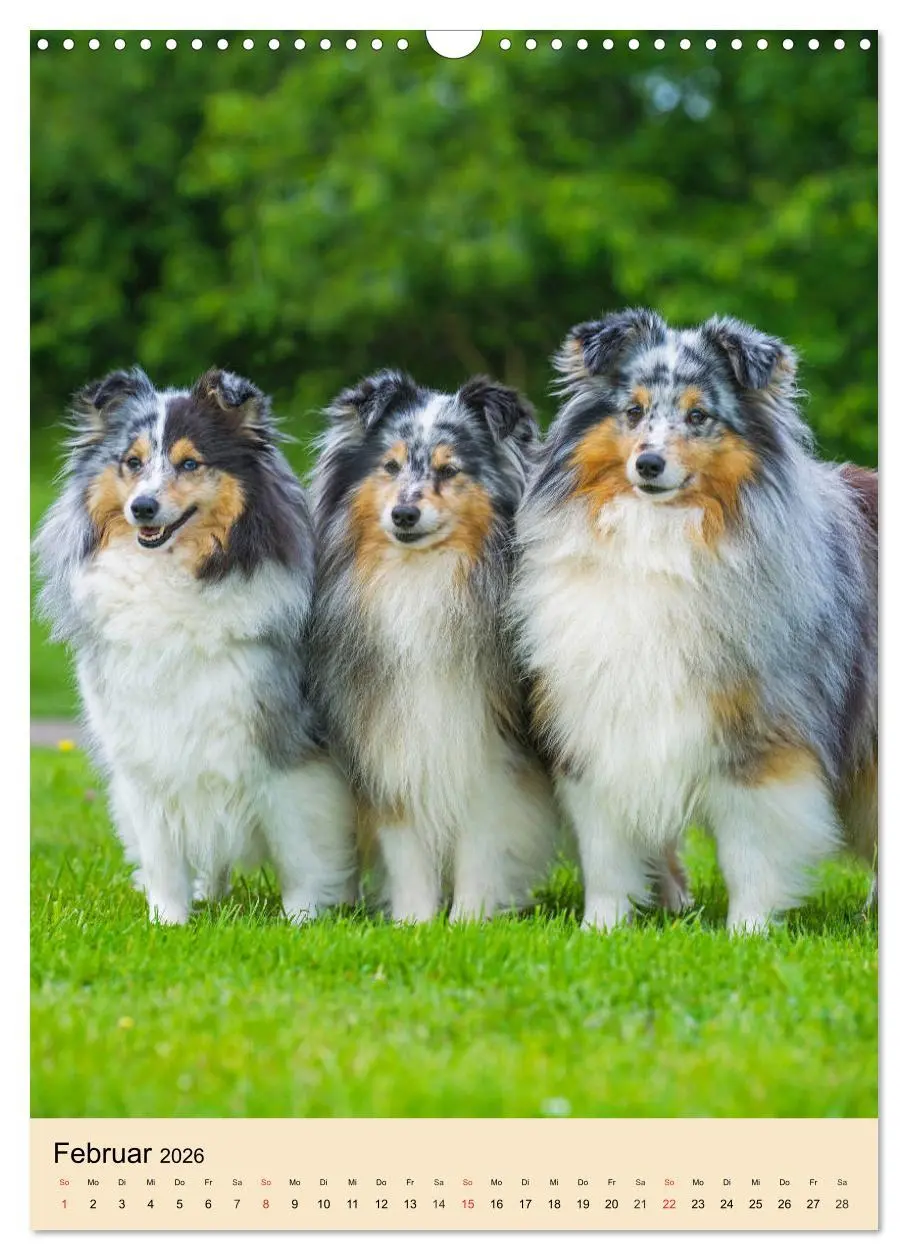 Bild: 9783516388688 | Sheltie - Wirbelwind auf 4 Pfoten (Wandkalender 2026 DIN A3 hoch),...