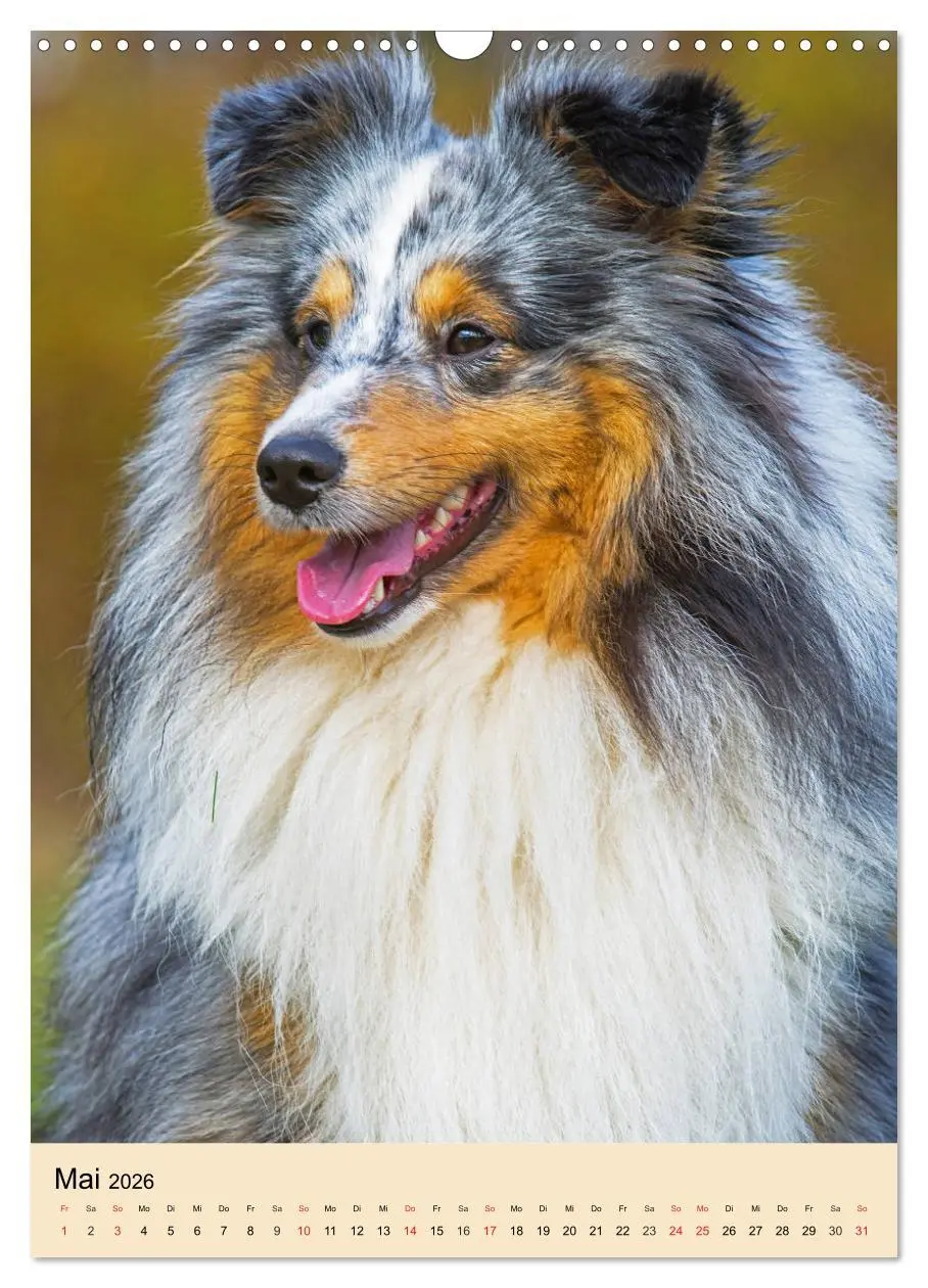 Bild: 9783516388688 | Sheltie - Wirbelwind auf 4 Pfoten (Wandkalender 2026 DIN A3 hoch),...