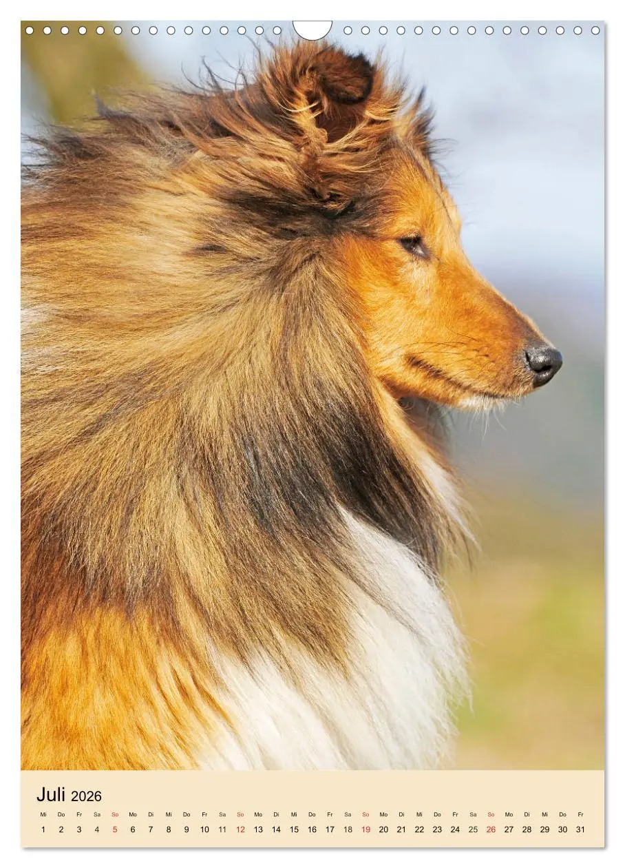 Bild: 9783516388688 | Sheltie - Wirbelwind auf 4 Pfoten (Wandkalender 2026 DIN A3 hoch),...