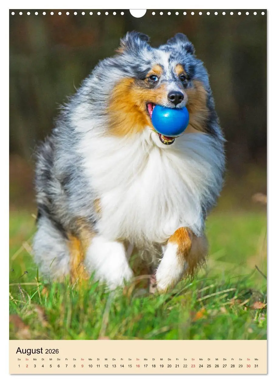 Bild: 9783516388688 | Sheltie - Wirbelwind auf 4 Pfoten (Wandkalender 2026 DIN A3 hoch),...