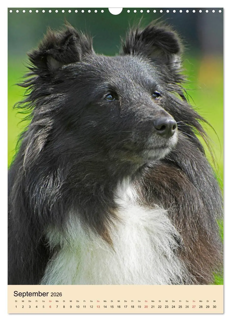 Bild: 9783516388688 | Sheltie - Wirbelwind auf 4 Pfoten (Wandkalender 2026 DIN A3 hoch),...