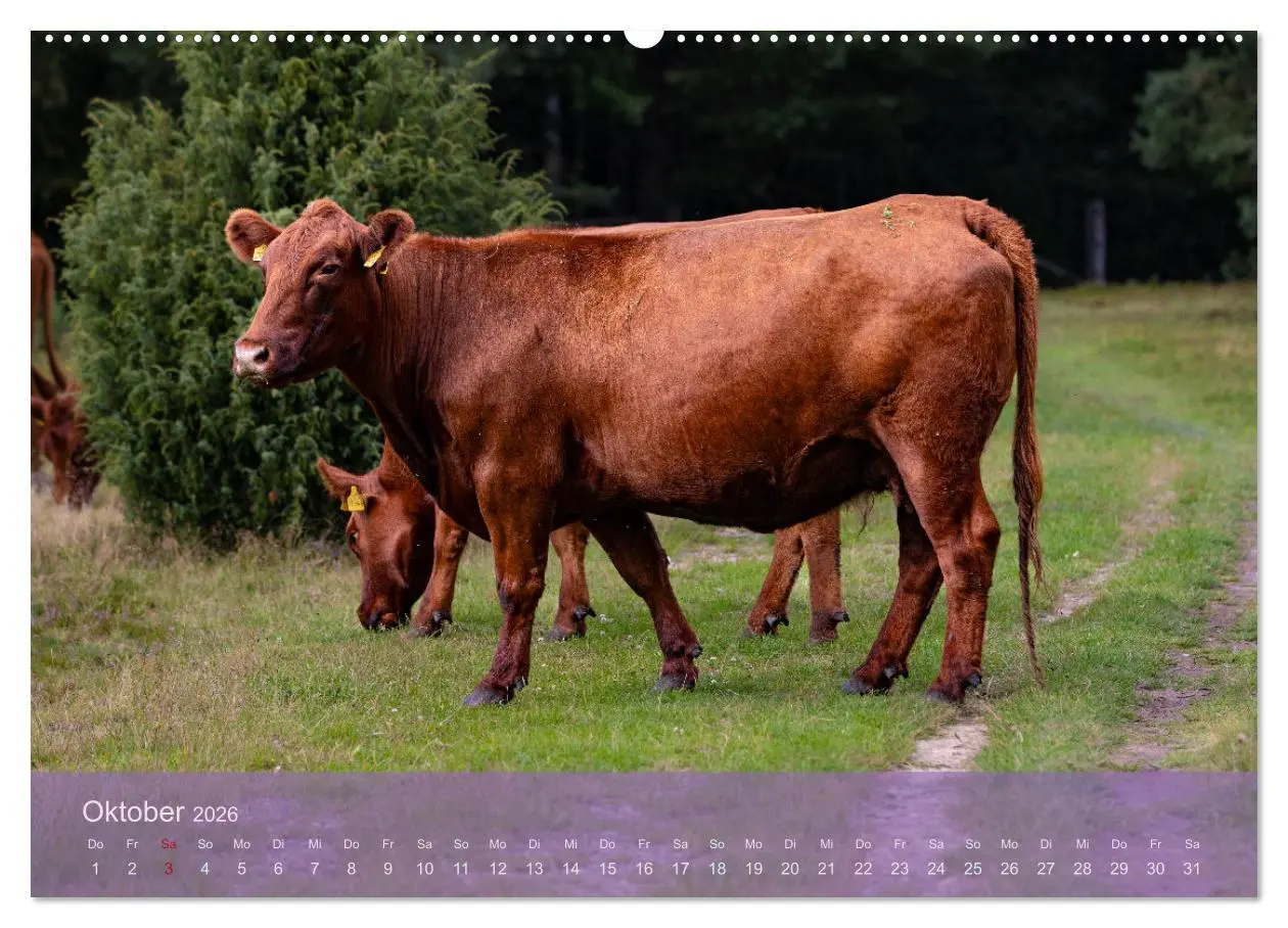 Bild: 9783457598788 | Naturschutzgebiet Lüneburger Heide (Wandkalender 2026 DIN A2 quer),...