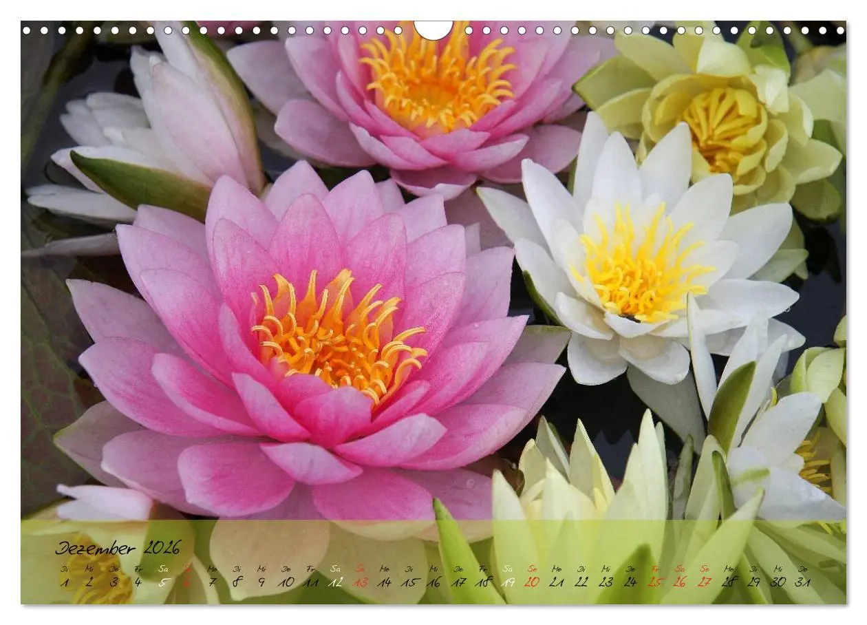Bild: 9783516068788 | Blüten dicht an dicht (Wandkalender 2026 DIN A3 quer), CALVENDO...