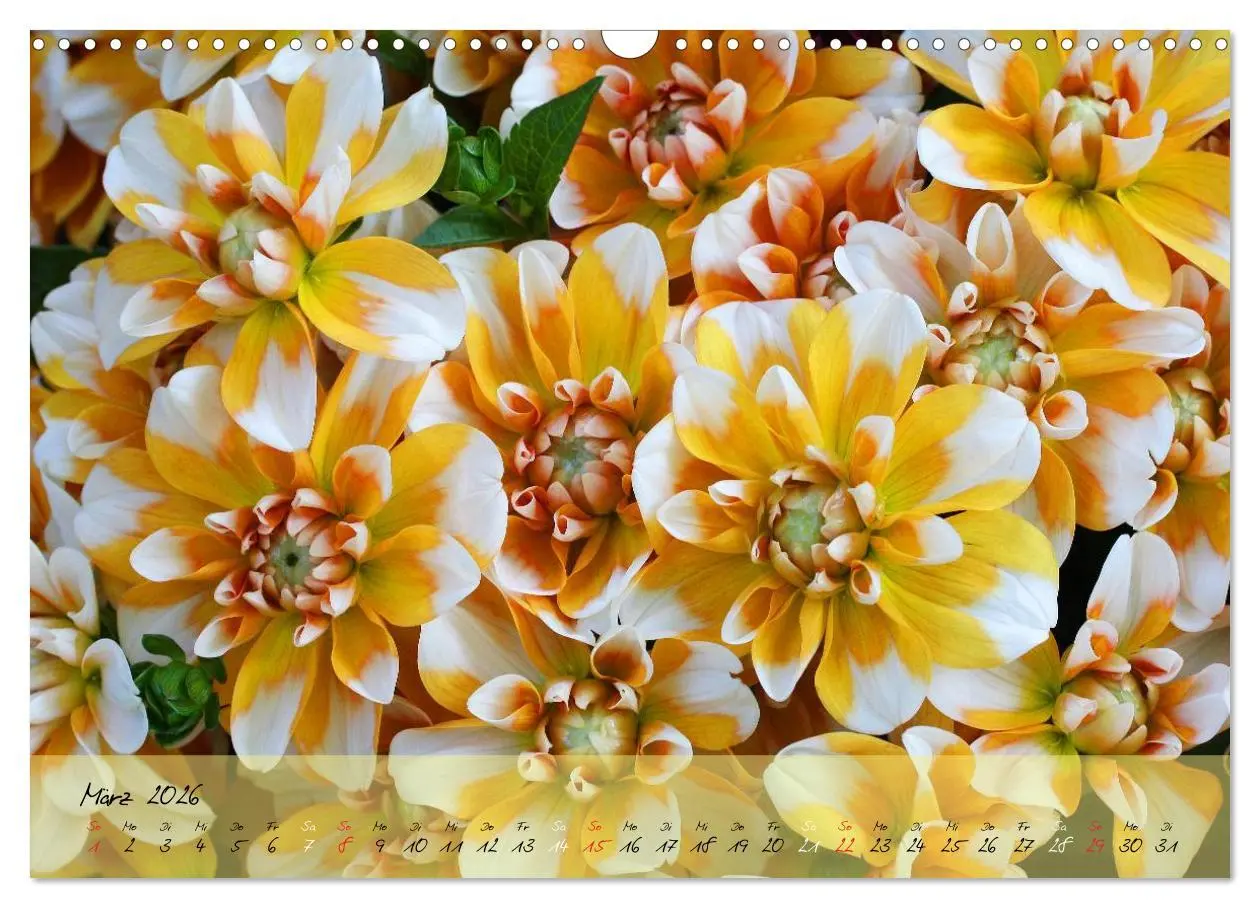 Bild: 9783516068788 | Blüten dicht an dicht (Wandkalender 2026 DIN A3 quer), CALVENDO...