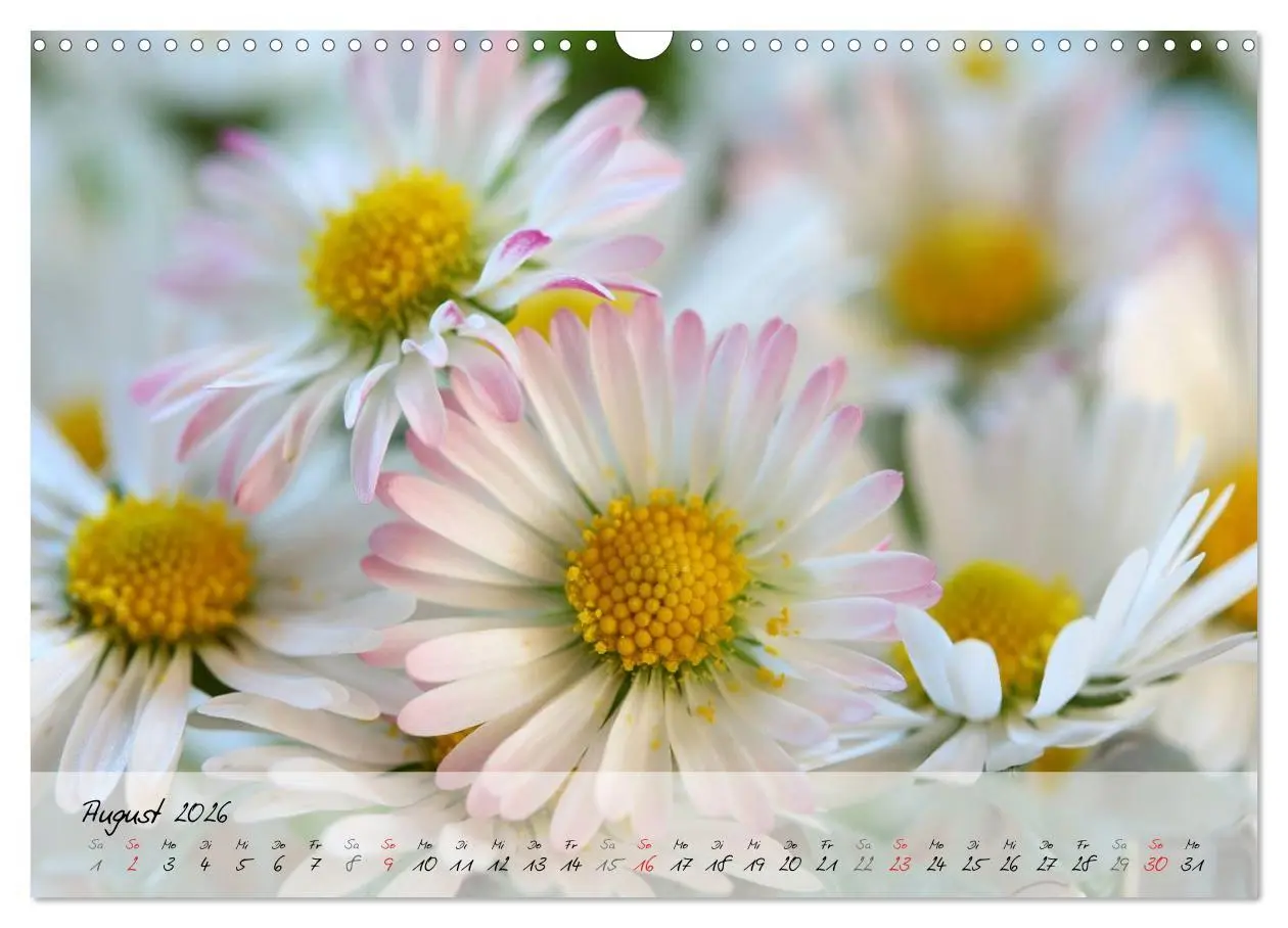 Bild: 9783516068788 | Blüten dicht an dicht (Wandkalender 2026 DIN A3 quer), CALVENDO...