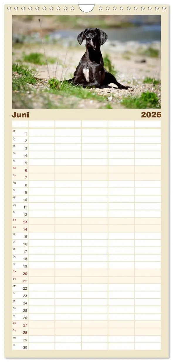 Bild: 9783516518788 | Familienplaner 2026 - Deutsche Doggen / Geburtstagskalender mit 5...