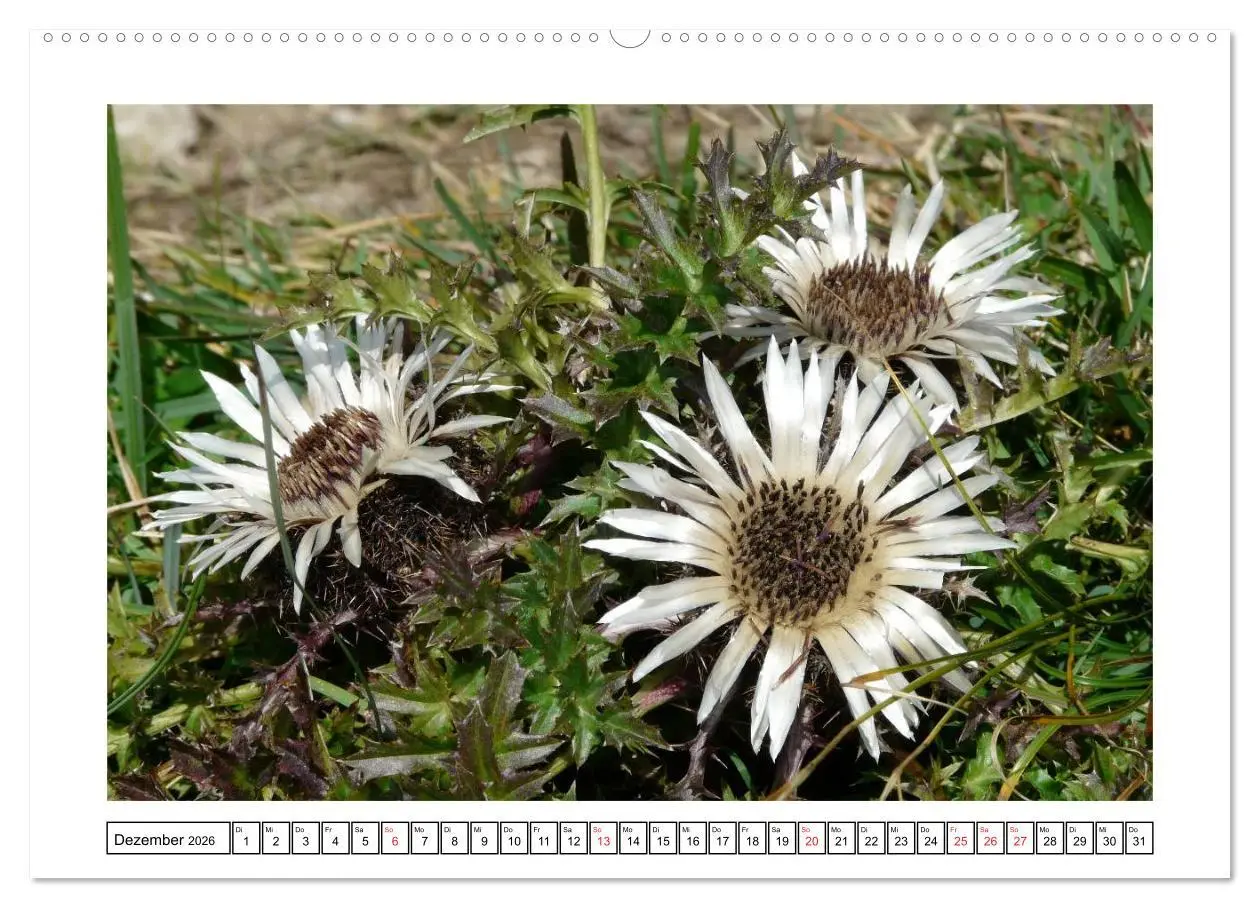 Bild: 9783516048988 | Alpenblumen. Bunte Welt in luftiger Höhe (hochwertiger Premium...