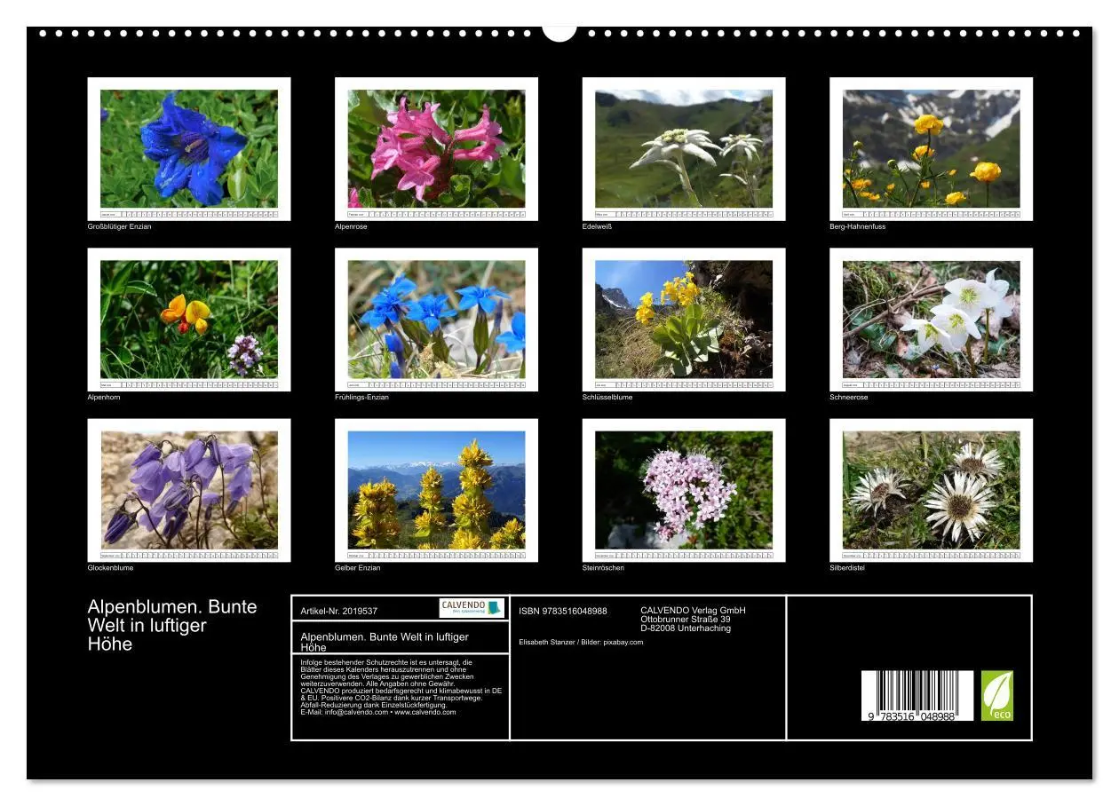 Bild: 9783516048988 | Alpenblumen. Bunte Welt in luftiger Höhe (hochwertiger Premium...