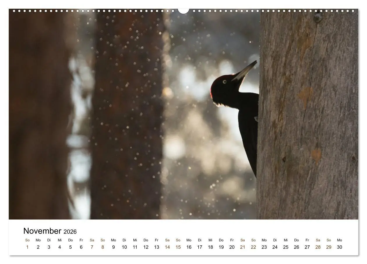 Bild: 9783457849088 | Finnland: eine tierische Entdeckungsreise (Wandkalender 2026 DIN A2...
