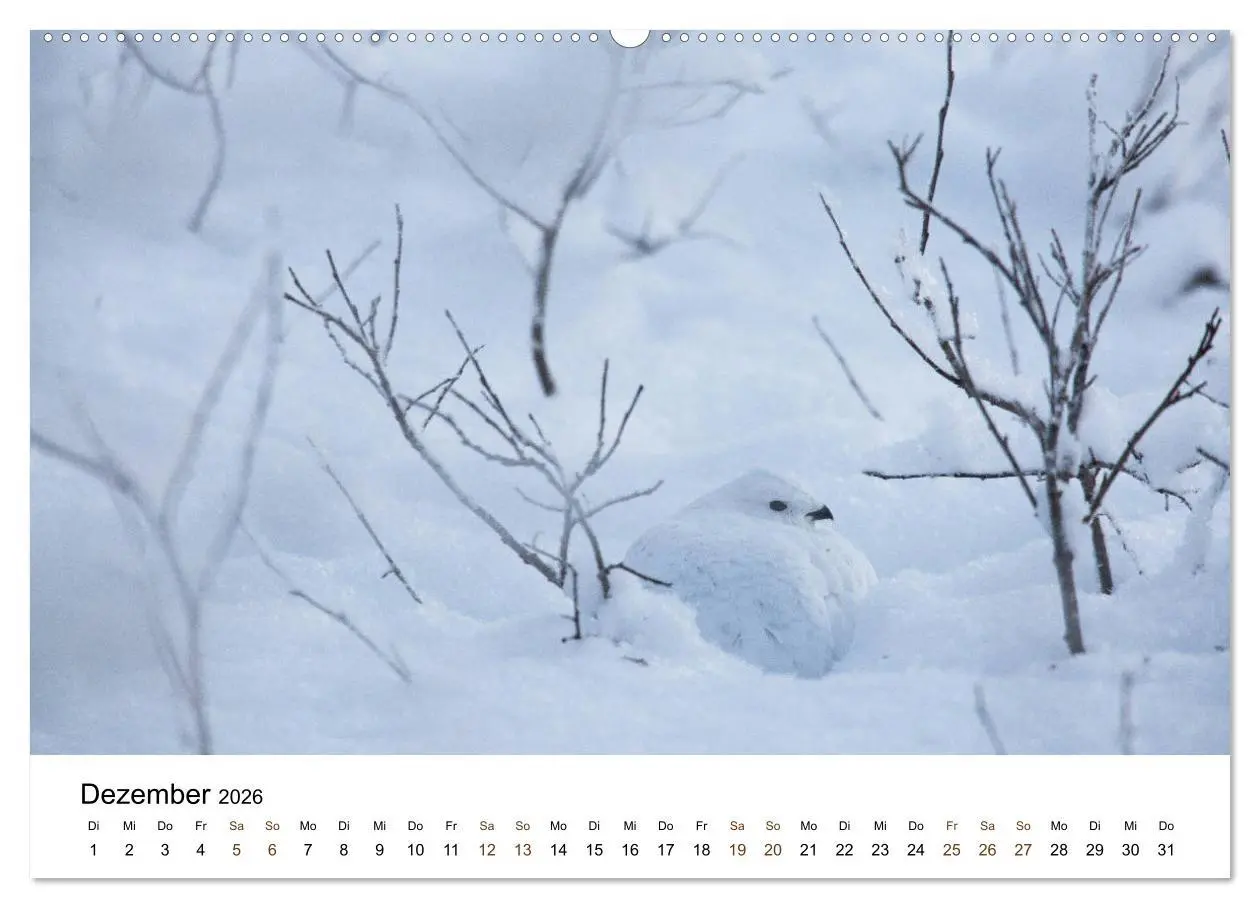 Bild: 9783457849088 | Finnland: eine tierische Entdeckungsreise (Wandkalender 2026 DIN A2...