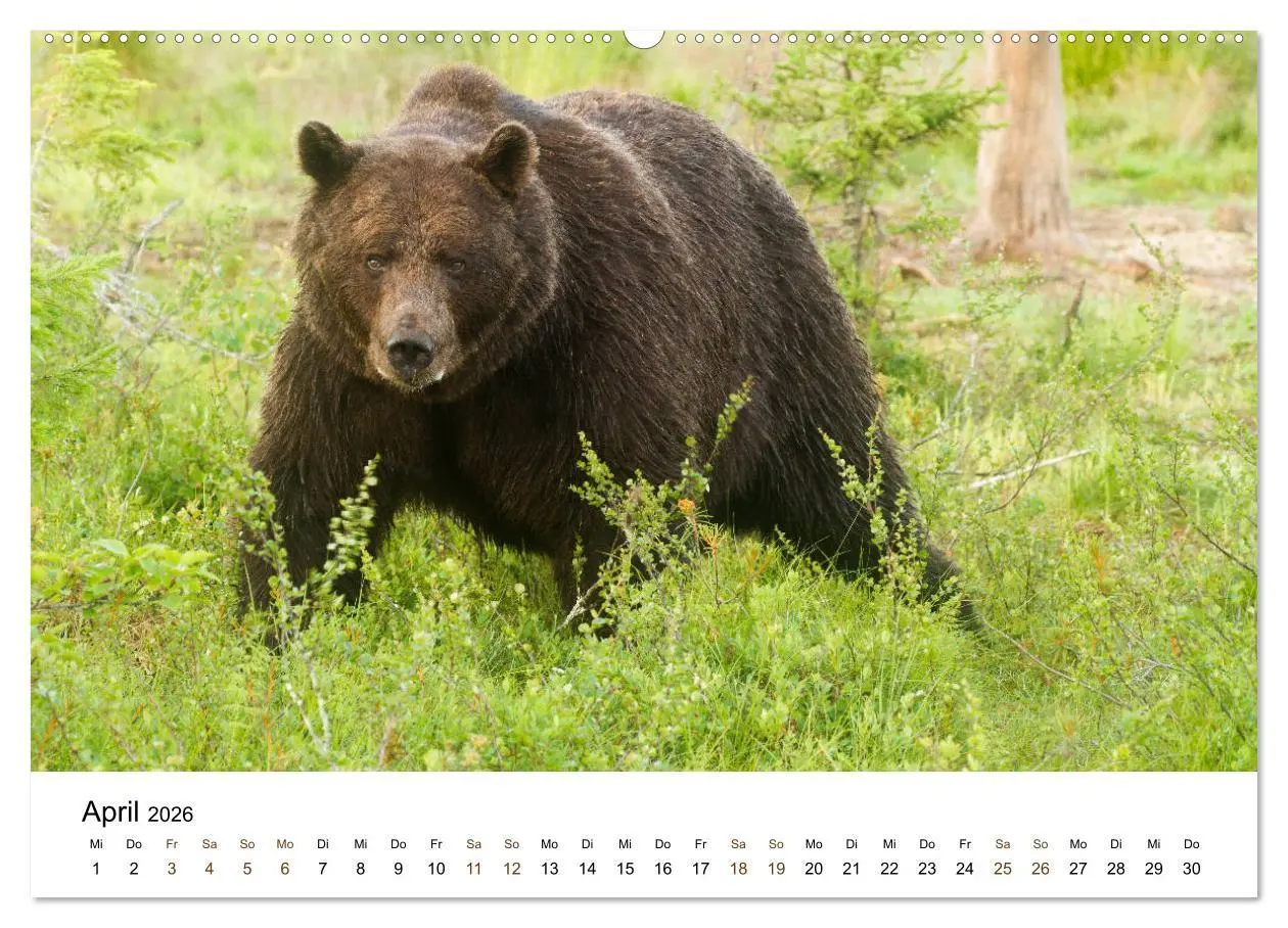Bild: 9783457849088 | Finnland: eine tierische Entdeckungsreise (Wandkalender 2026 DIN A2...