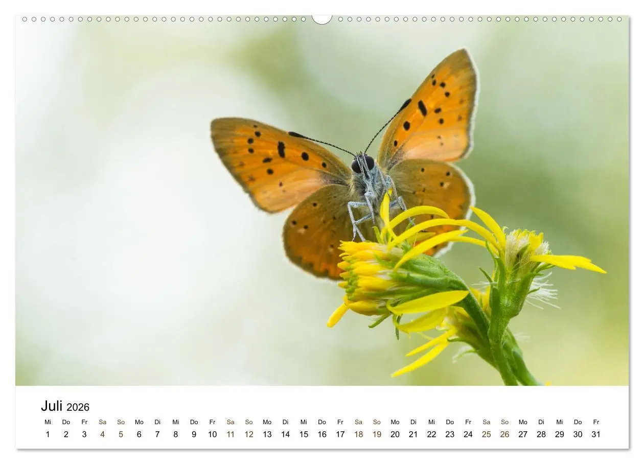 Bild: 9783457849088 | Finnland: eine tierische Entdeckungsreise (Wandkalender 2026 DIN A2...
