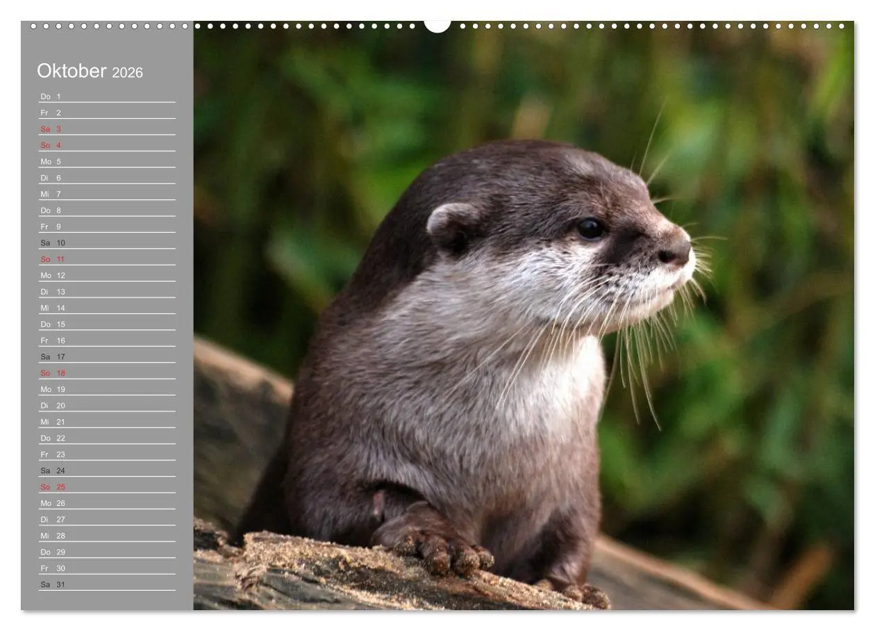 Bild: 9783516009088 | Otter. Frech, laut und clever (hochwertiger Premium Wandkalender...
