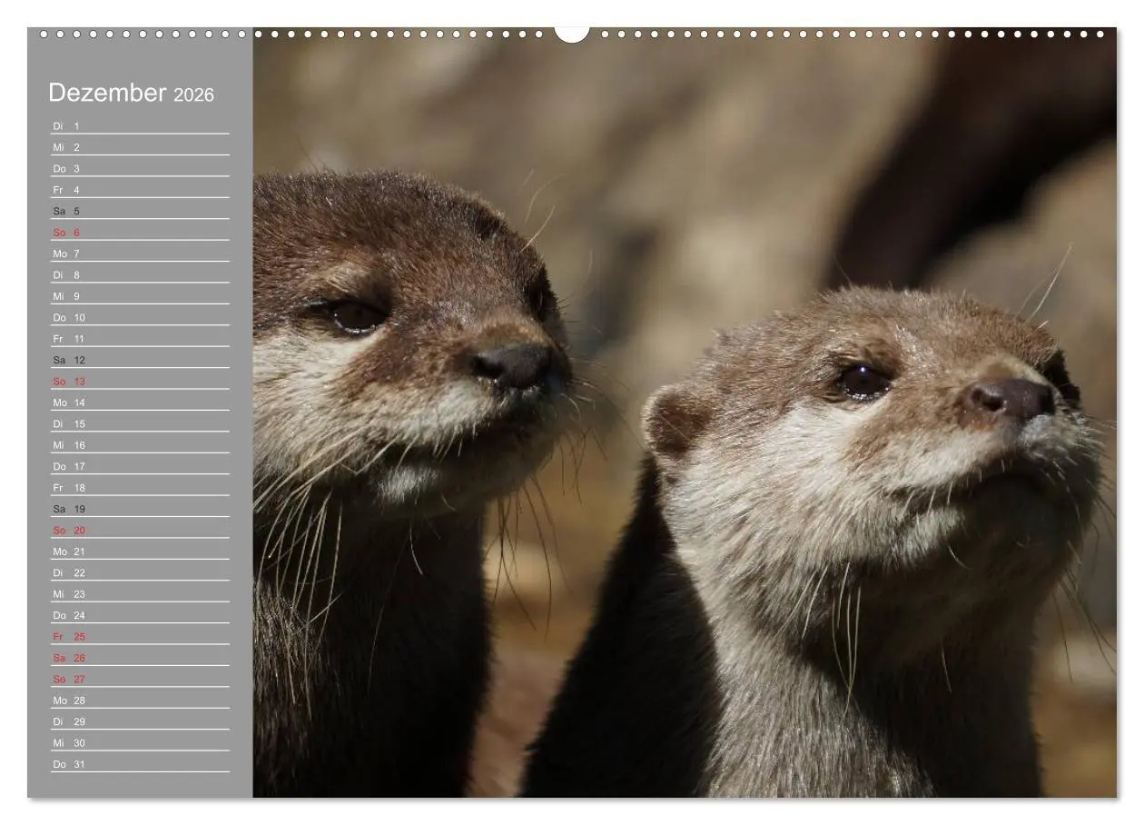 Bild: 9783516009088 | Otter. Frech, laut und clever (hochwertiger Premium Wandkalender...